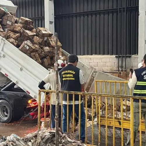 Adepará inutiliza mais de 9 toneladas de pescado irregular durante Operação Semana Santa